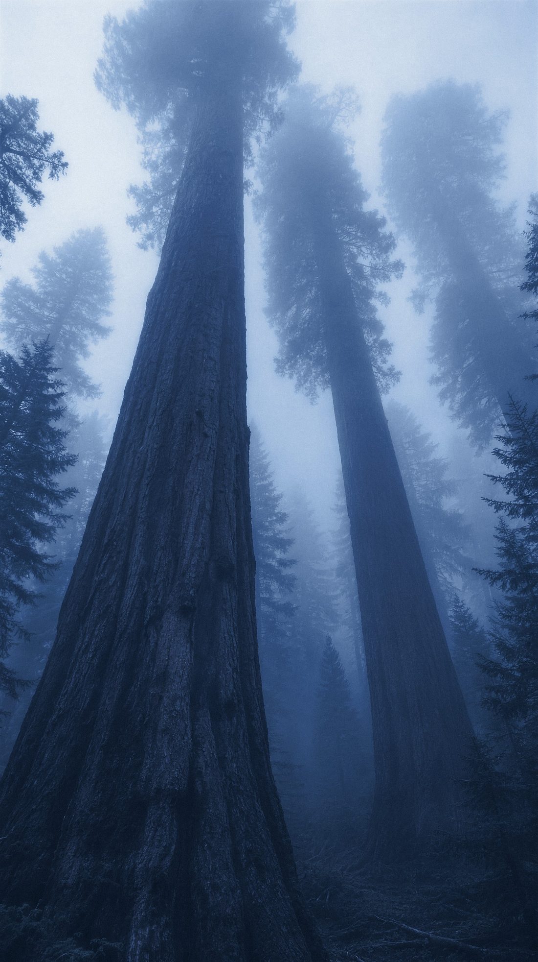 Mammutbäume im Nebel, Sinnbild für Vermögen, das über Jahrzehnte wächst